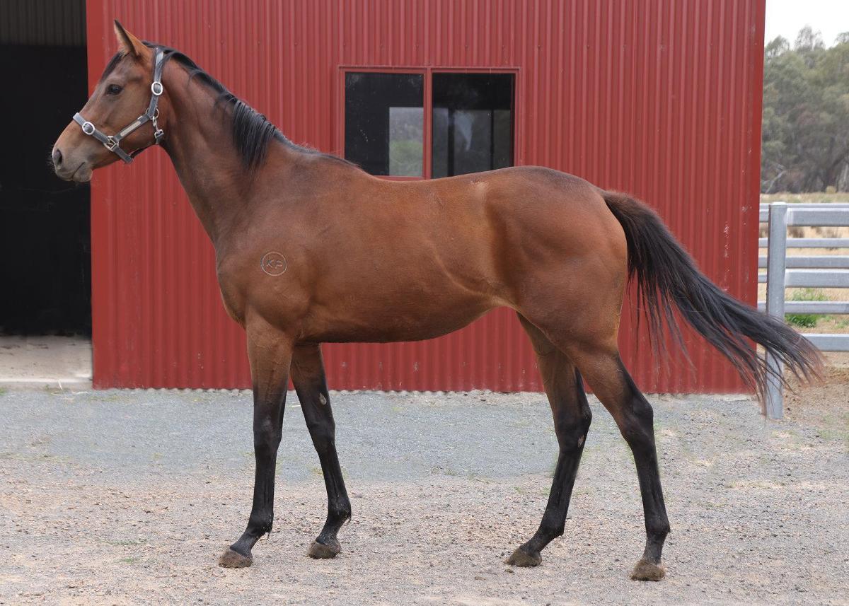 Royal Meeting x So You Wonder