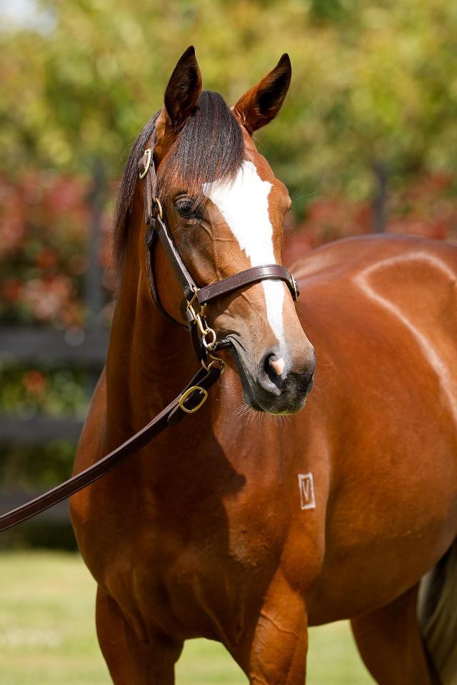 Dundeel x Podravina NZ Filly