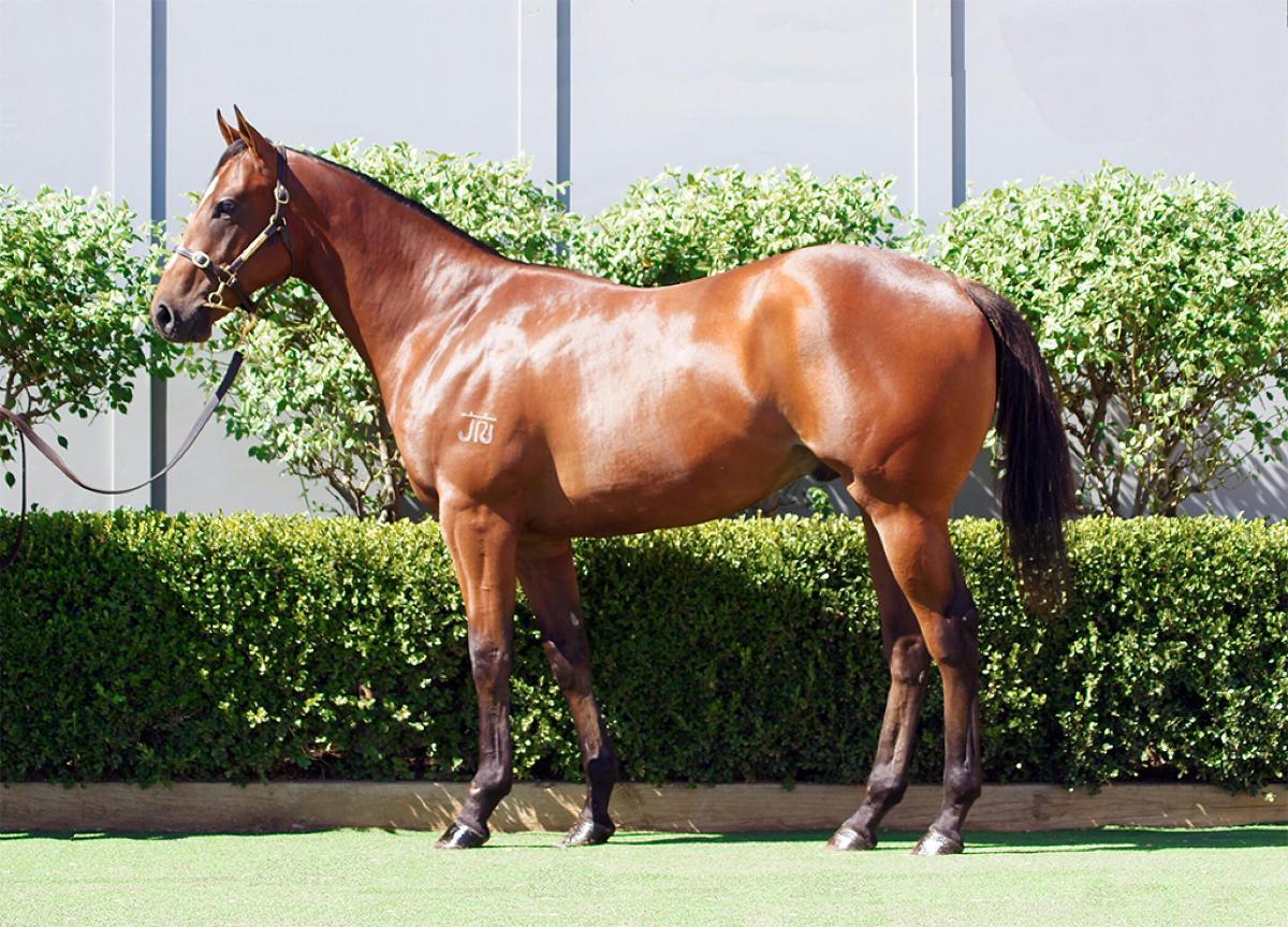 D'Argento x Genie (Snitzel) colt