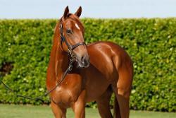 Armory x Winehouse 2023 Gelding