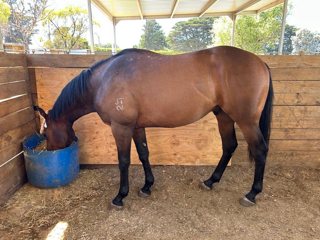 Supido x Dinkum Diamond