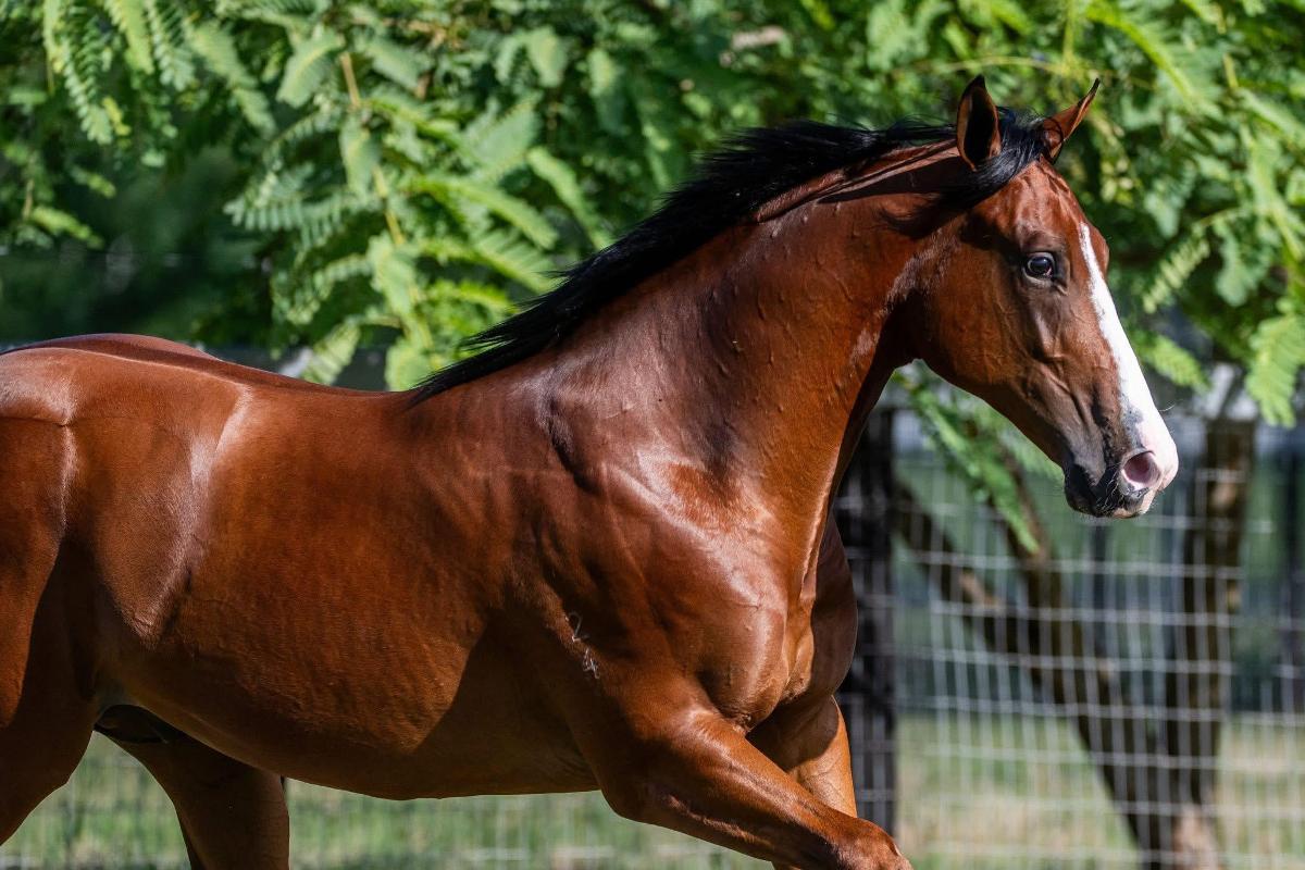 Stay Inside x Prize Draw colt