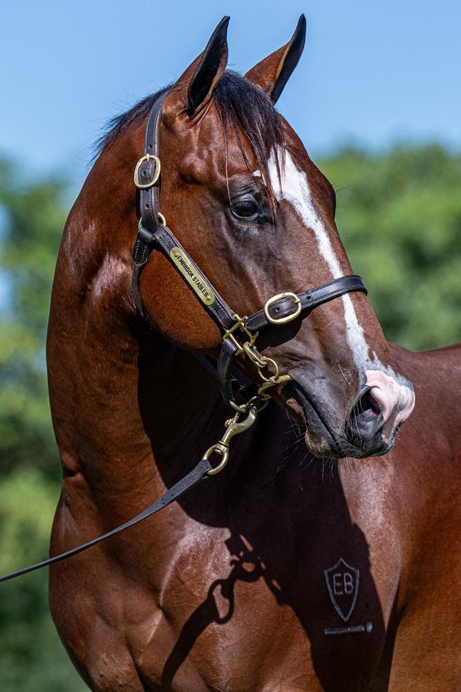 Profiteer x Nishka 24C