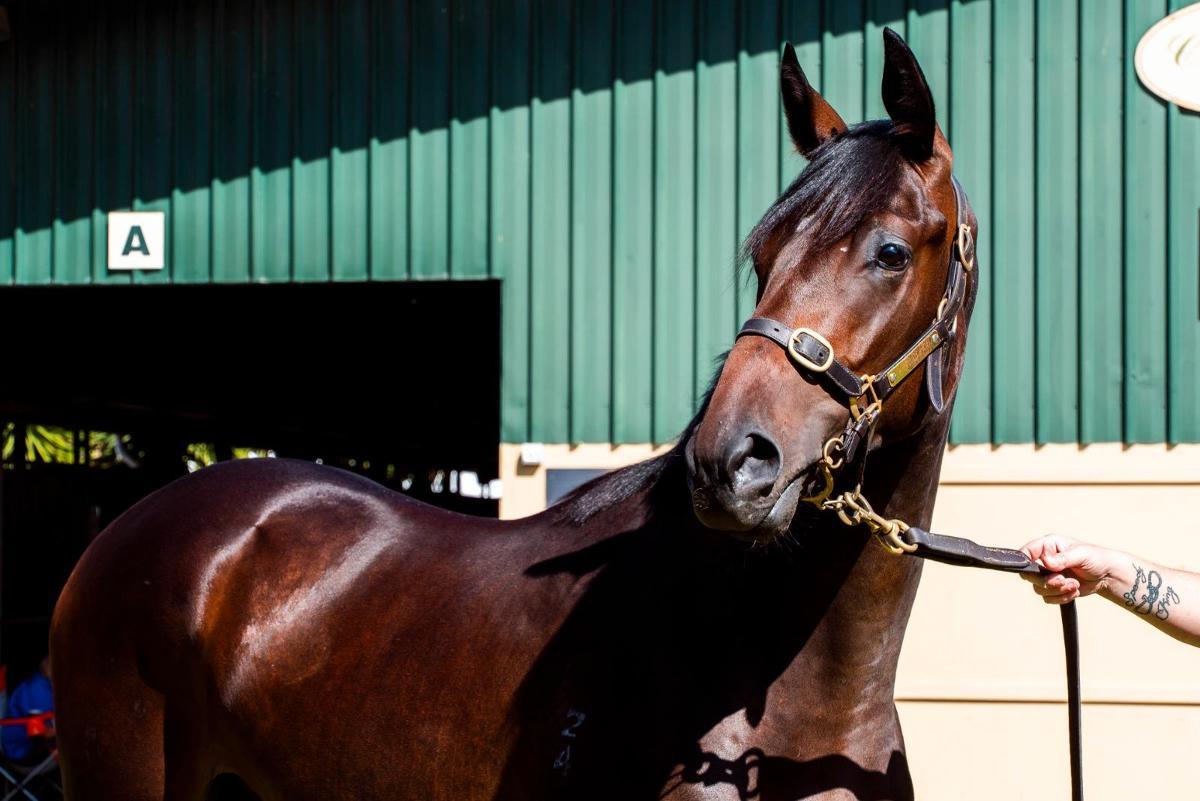 Grunt x Wichita Woman