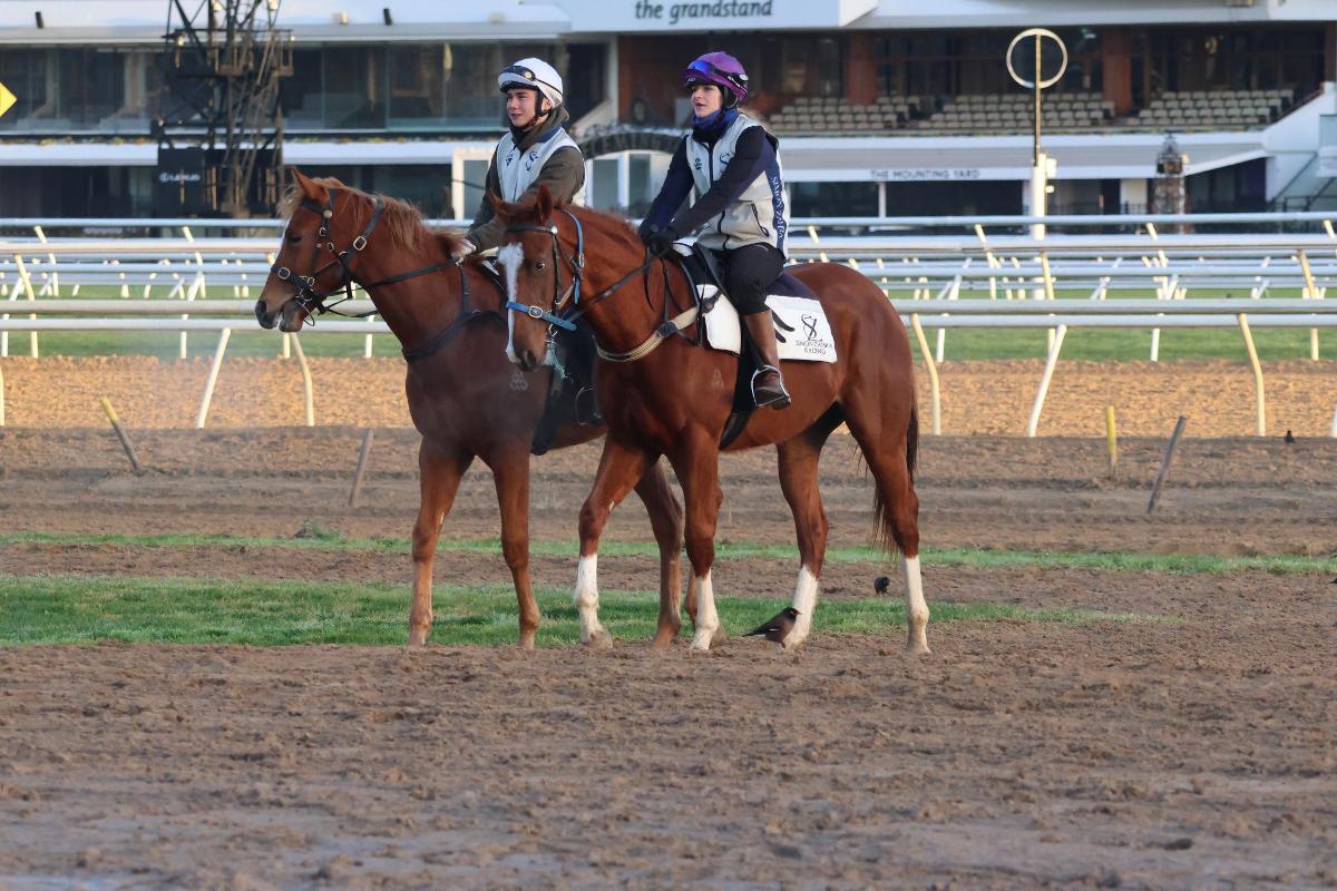 Anders x Fairly Feline Colt
