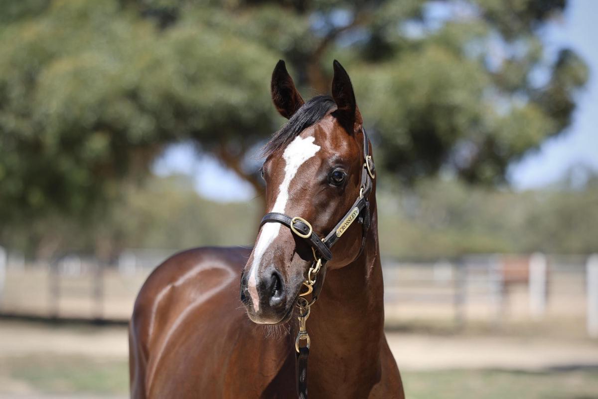 Pinatubo x Arctic Angel '24