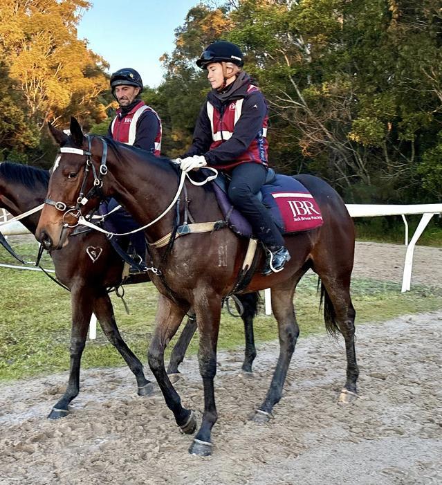 Pierata x Louisiana Iris filly