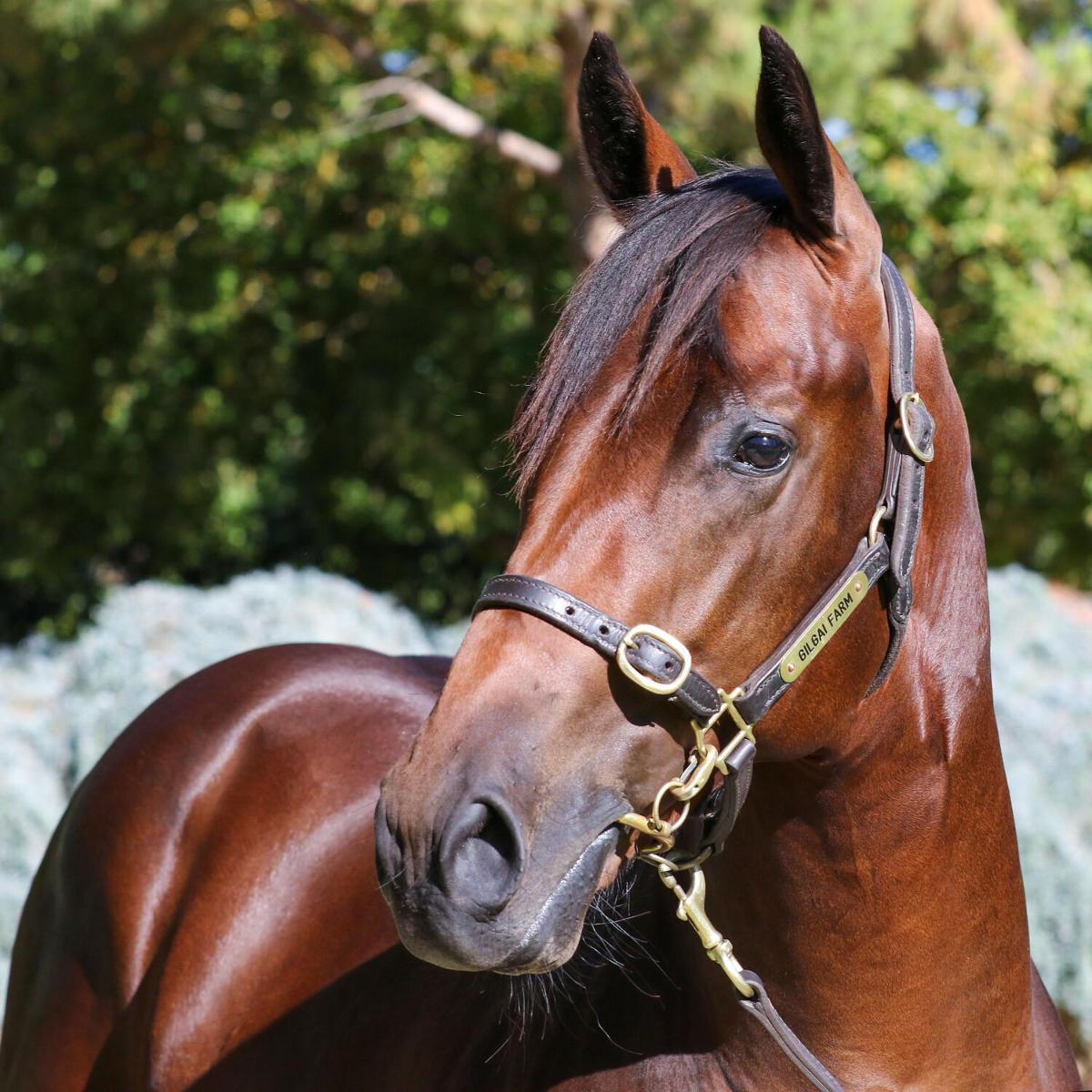 Ilovethiscity x Contamination