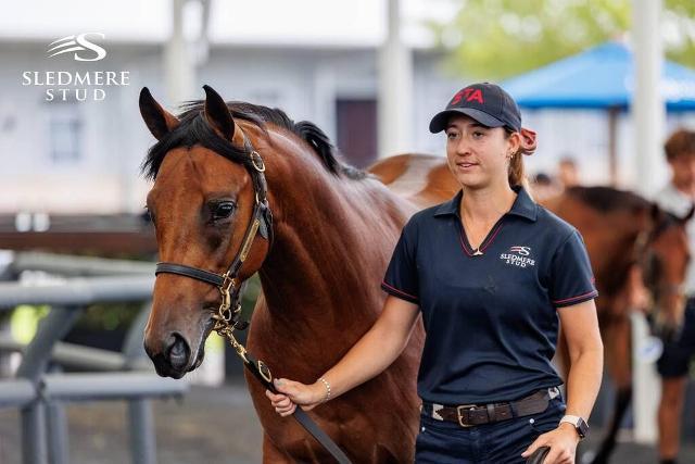 Too Darn Hot x Saunter colt