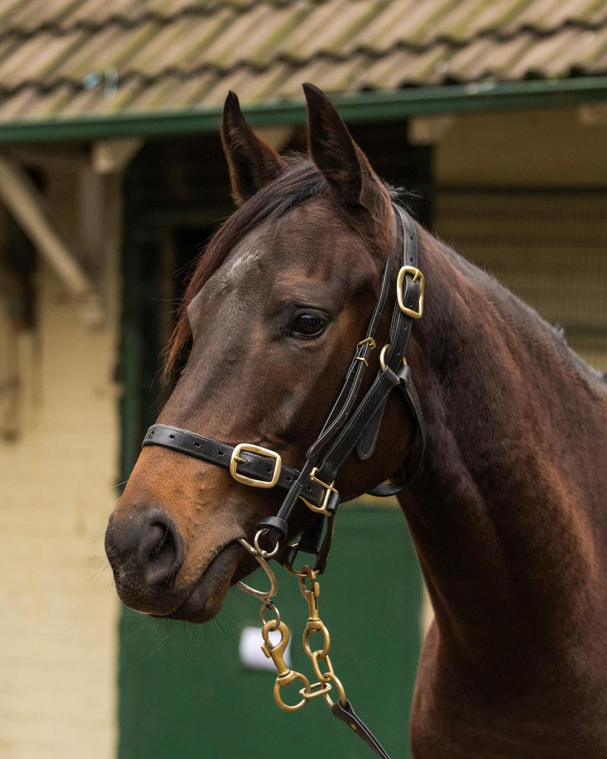 Savabeel/Irish Cream '23