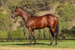 Pierro x Real Desire colt