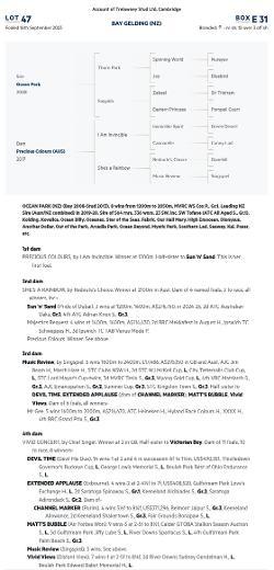 Ocean Park x Precious Colours gelding