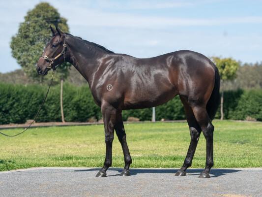 Lucky Vega x Sensationalisation filly