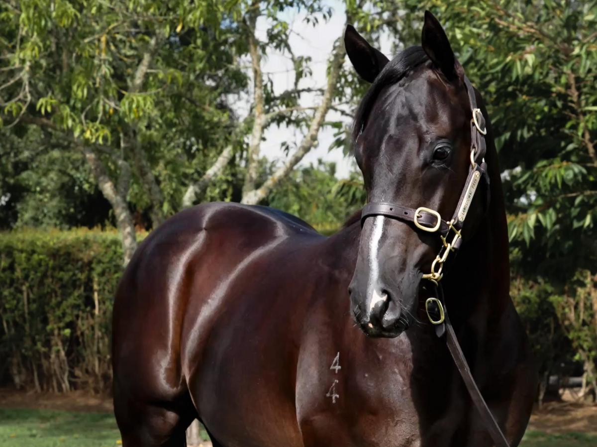 Profondo x No Doubt Ma'am