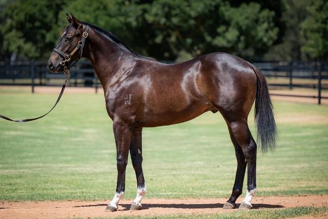 Maurice x Smart Coupe'24 Colt