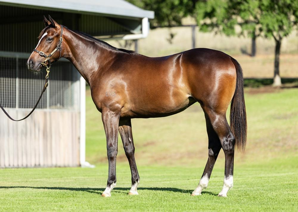 TORONADO x MAHA FILLY