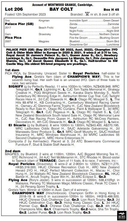 Palace Pier x Pica Pica Gelding