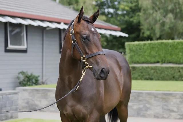 Pierro x Split Not A Shock Filly