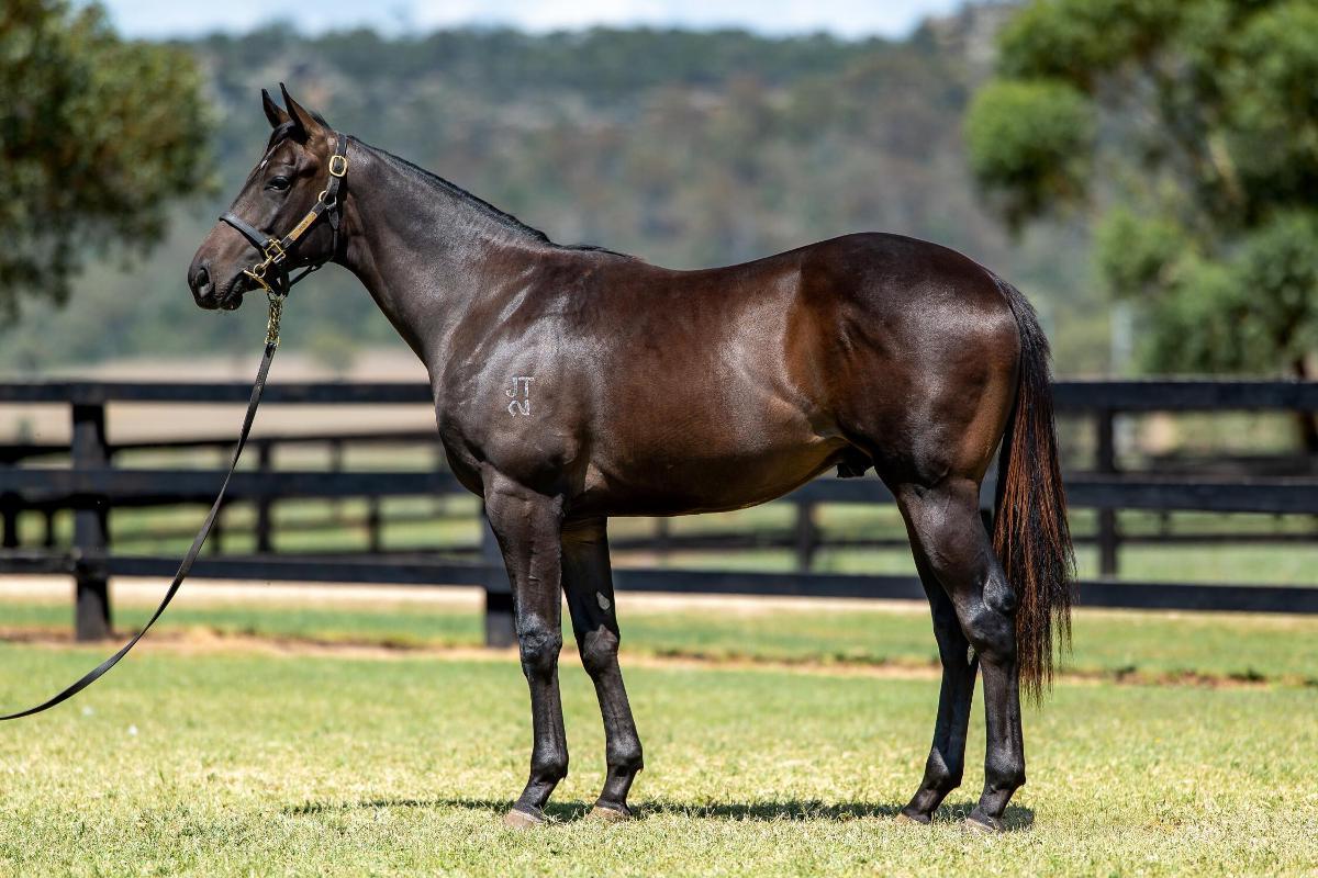 Portland Sky x Lakkari - 32.5% Remaining (Colours Available)