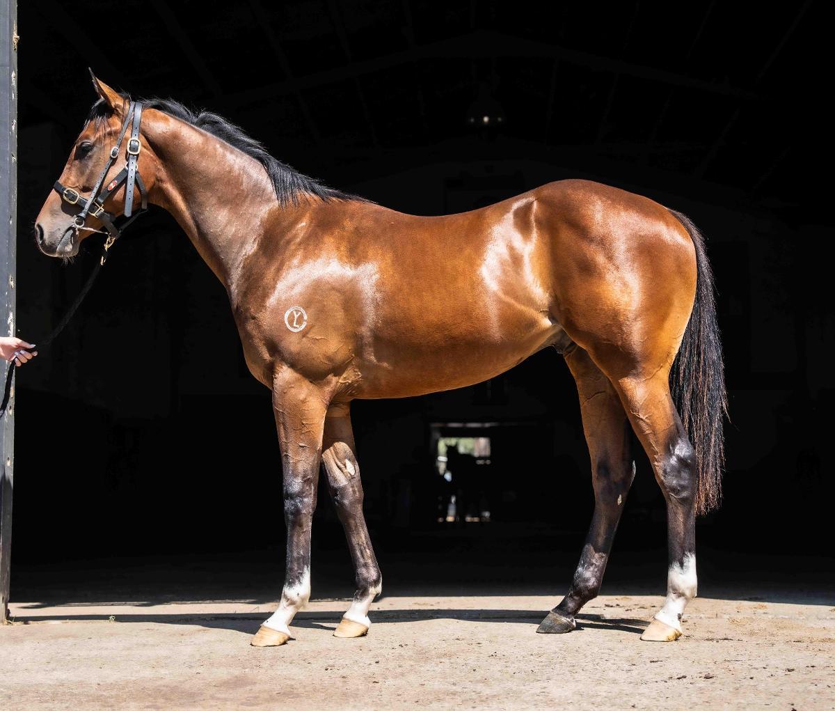 Alabama Express x Pikari Star Colt