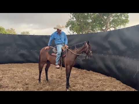 Princess Phoenicia (Thoroughbred)