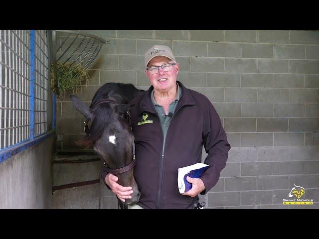 Pinatubo x Shrouded In Mist '24 Filly