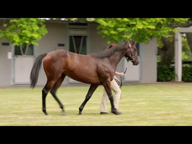 Super Seth X River Flow '24 Filly