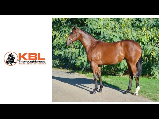 Pierata x Dongxing Princess 24F