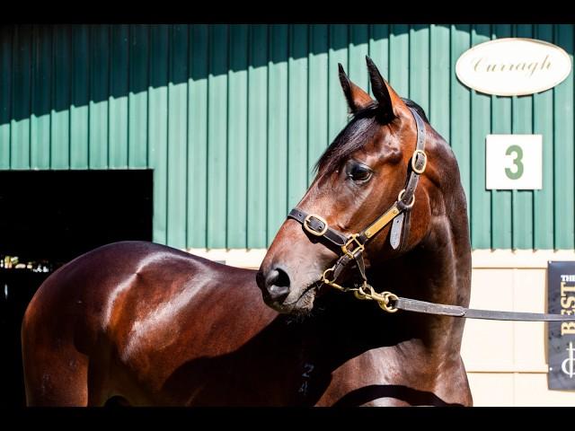 Grunt x Wichita Woman