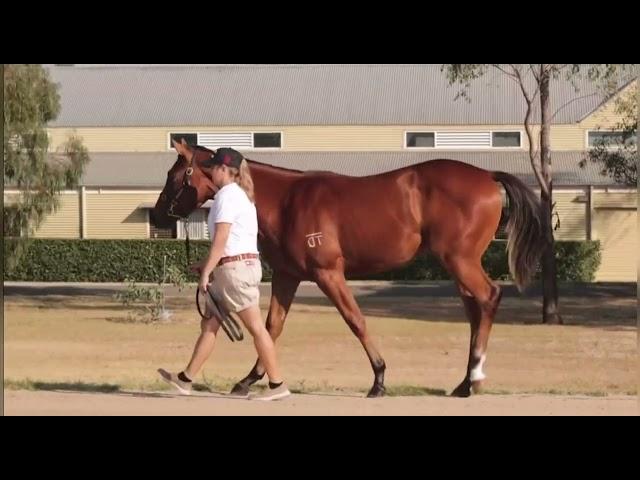 Daumier x Hatsuko '24 Filly