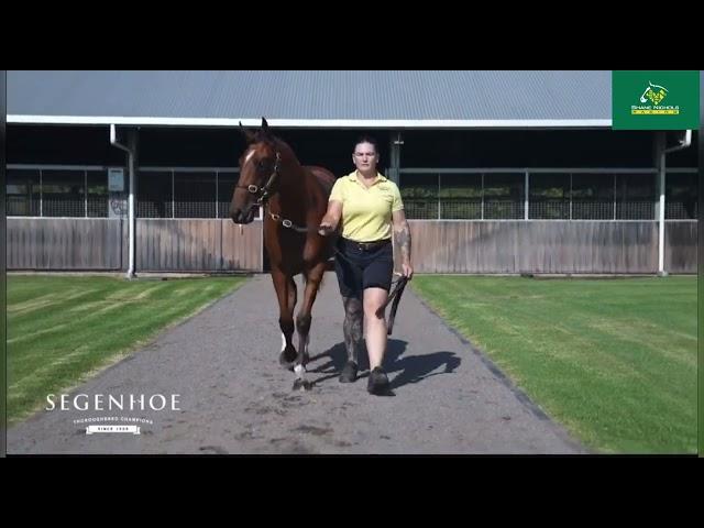 Maurice x Jezzabba '24 Filly