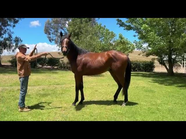 Churchill / What a Diva 23 Colt