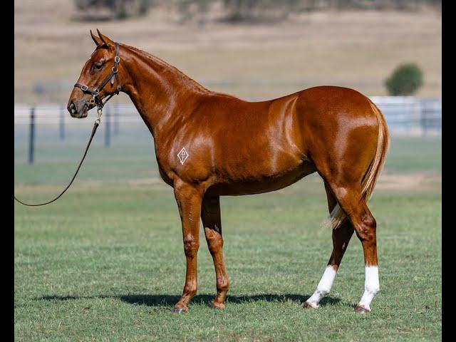 Maurice (JPN) x Courtesan (NZ) Filly '24