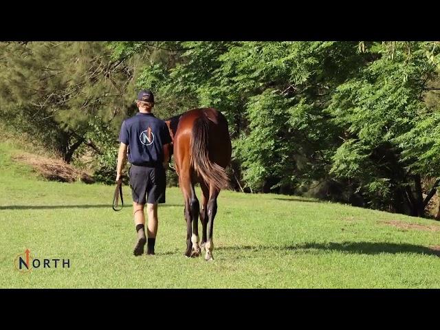 xWhatadeel (Home Affairs)